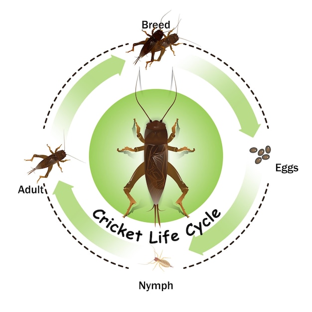 Vektor cricket_life_cycle_01