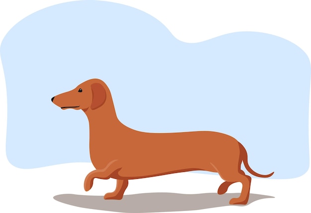 Dachshund-Hund