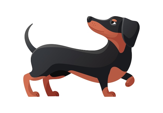 Dackel kräuselte seine Pfote. Dackel-Pose, Cartoon-Hund-flache Symbol-Vektor-Illustration isoliert auf weißem Hintergrund