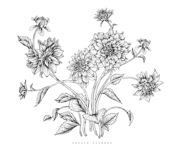 Dahlia Leaf und Blumenzeichnungen