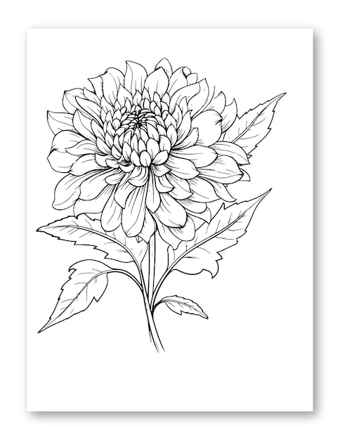 Dahlienblüten-linienzeichnung, illustration für malvorlagen