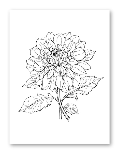 Vektor dahlienblüten-linienzeichnung, illustration für malvorlagen