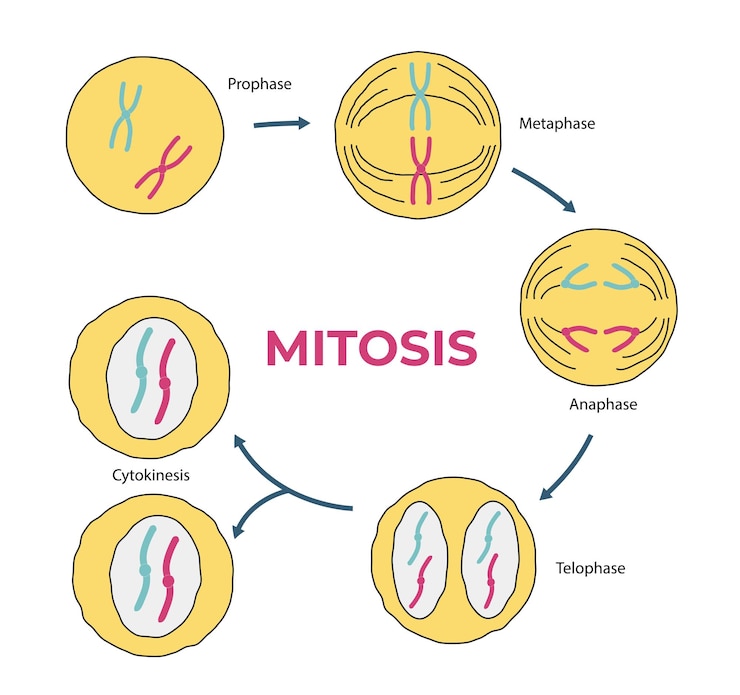 Vektor darstellung des mitosediagramms