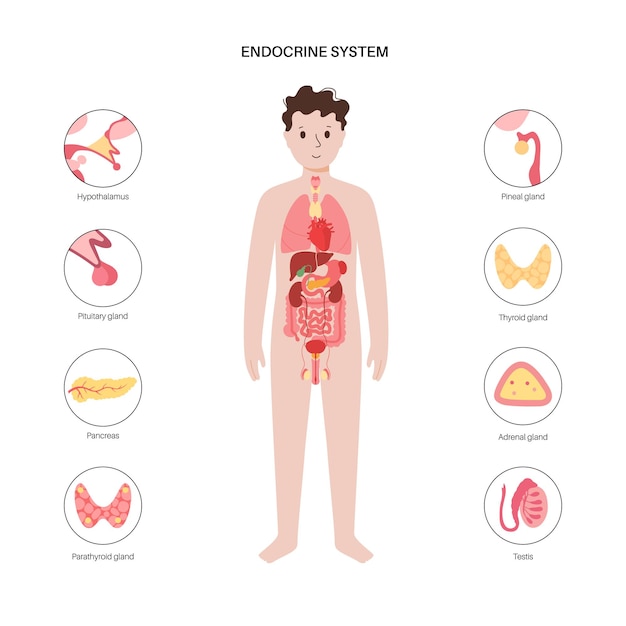 Das endokrine system des menschen