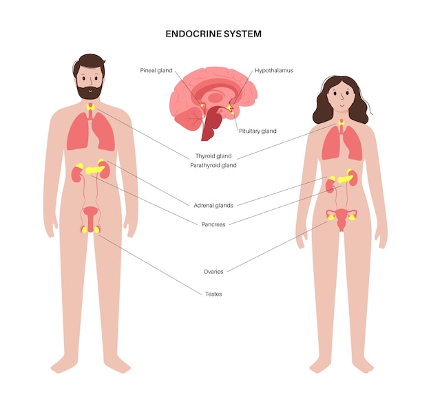 Das endokrine system des menschen