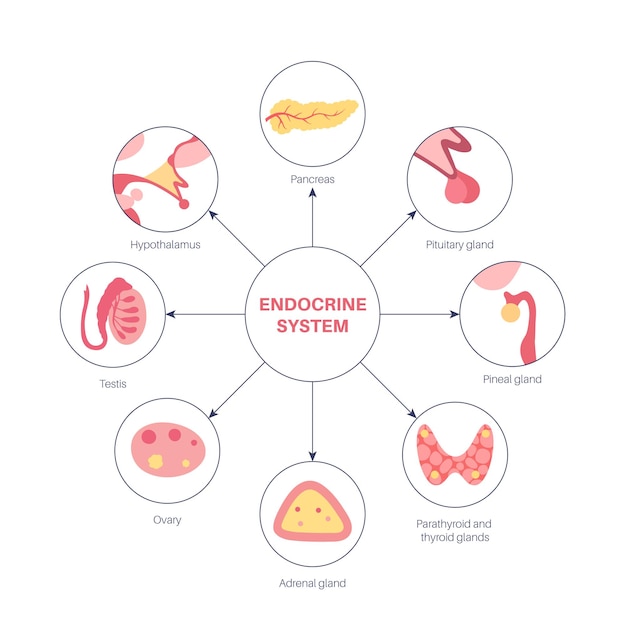 Das endokrine system des menschen