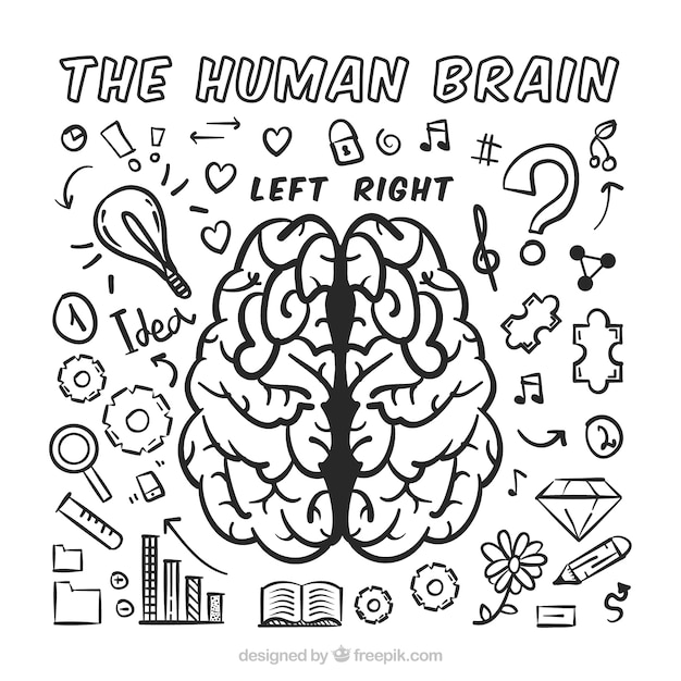 Das menschliche gehirn infografik mit sortiment von kritzeleien