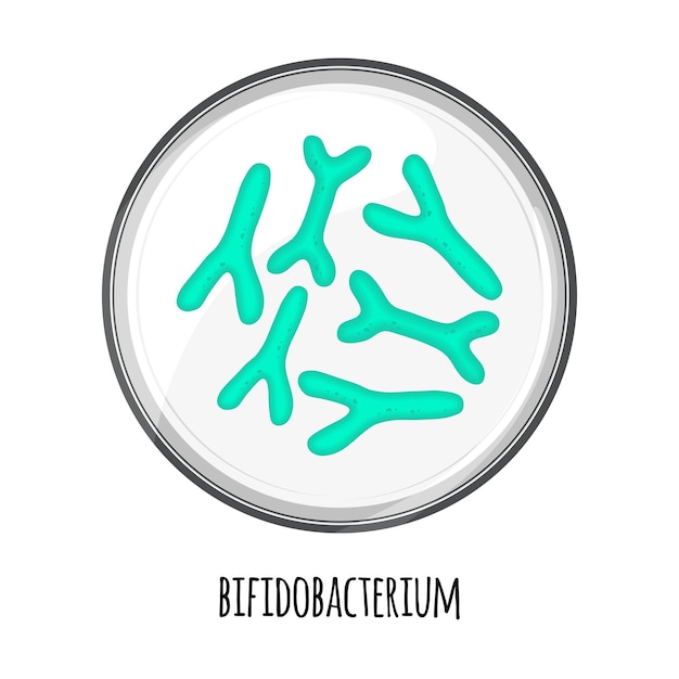 Vektor das menschliche mikrobiom von bifidobacterium in einer petrischale vektorbild bifidobacteria lactobacilli