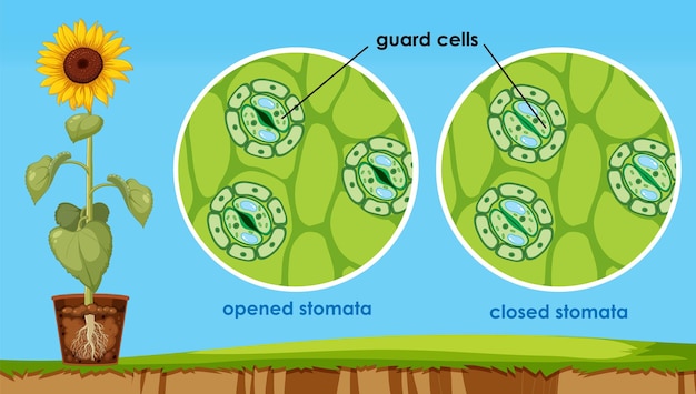 Vektor das öffnen und schließen von stomata