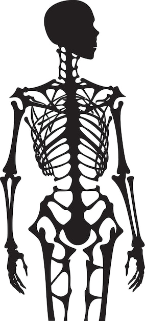 Vektor demystifizierung des menschlichen skeletts eine umfangreiche untersuchung des vollständigen knochen in der