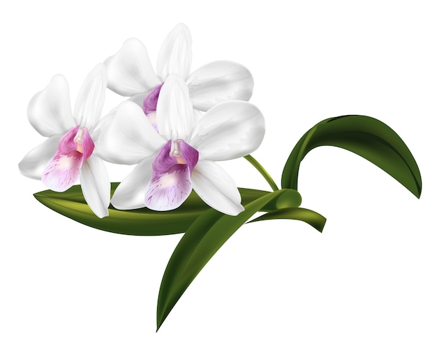 Vektor dendrobium orchideenblüten