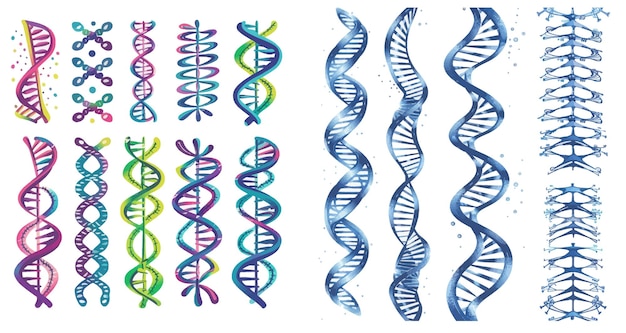 Vektor deoxyribonukleinsäure-stränge genetischer code molekulare biologie