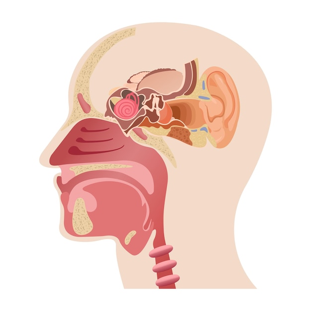 Vektor der mittlere teil des menschlichen kopfes, die anatomie der menschlichen nase und die innere struktur des