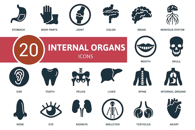 Vektor der symbolsatz für innere organe enthält bearbeitbare interne symbole