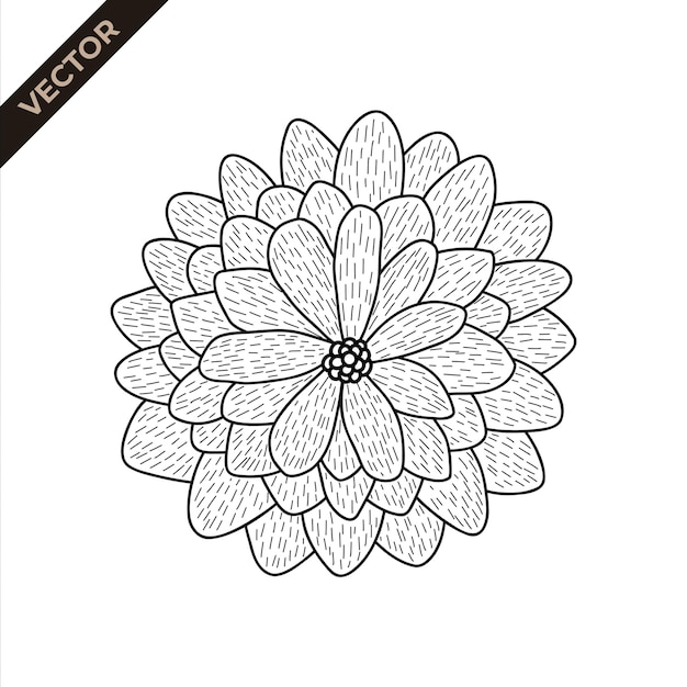 Detail der Blumenlinie der Kalendula Vektorillustration mit Blumenthema
