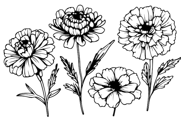 Detaillierte handgezeichnete schwarz-weiße Ringelblumen, Blüten, Blätter und Knospen, mexikanischer Dia de Los