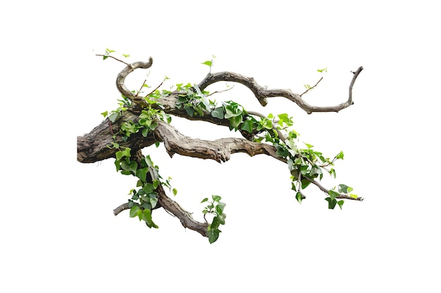Detaillierter verdrehter Zweig mit Ivy-Blättern, isoliert auf weißem Vektor-Illustrationsdesign