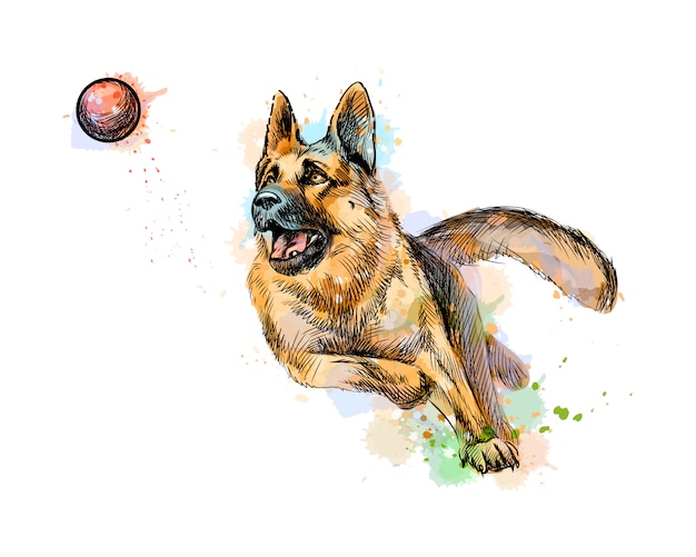 Deutscher Schäferhund spielt und fängt einen Ball von einem Spritzer Aquarell, handgezeichnete Skizze. Vektorillustration von Farben