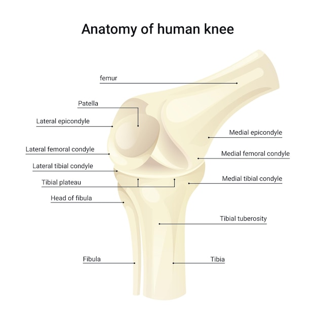 Diagramm anatomie des menschlichen knies