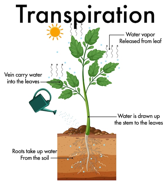 Diagramm, das die pflanzentranspiration zeigt