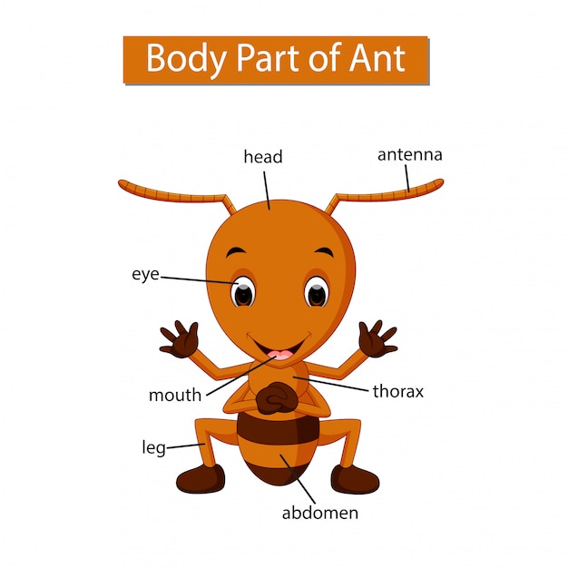 Diagramm, das körperteil der ameise zeigt