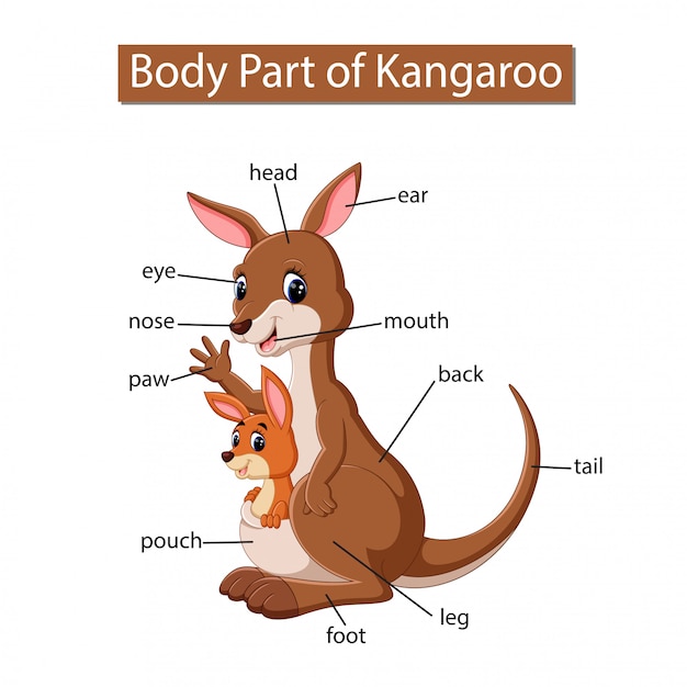 Diagramm, das Körperteil des Kängurus zeigt