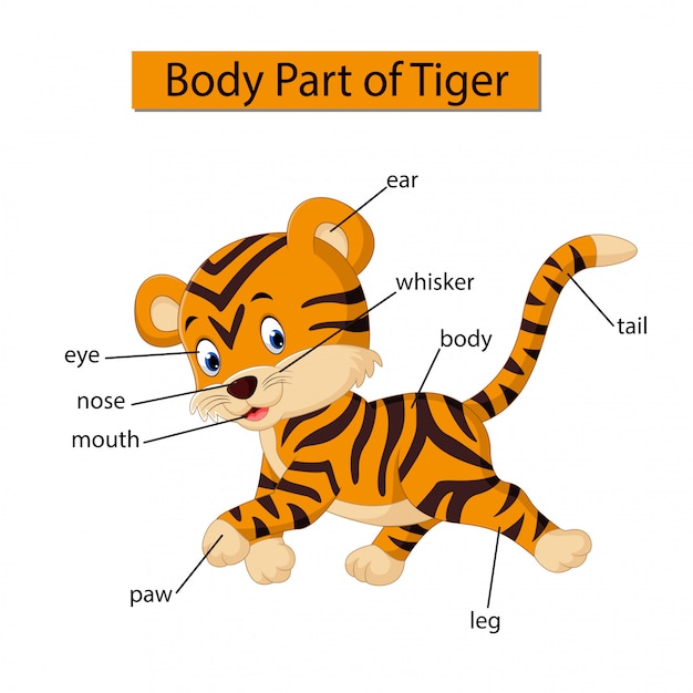 Diagramm, das körperteil des tigers zeigt