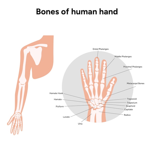 Vektor diagramm, das schulterknochen der menschlichen hand zeigt