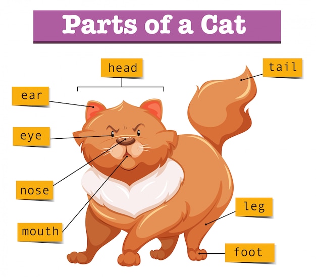 Diagramm, das teile der katze zeigt