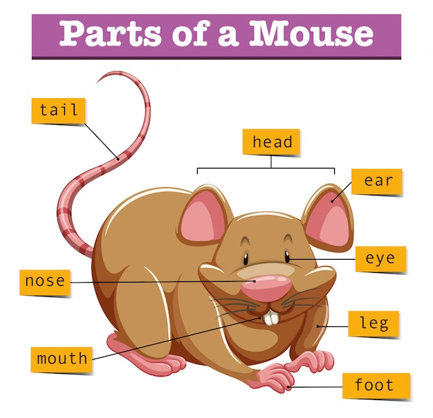 Diagramm, das Teile der Maus zeigt