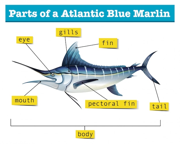 Vektor diagramm, das teile des atlantischen blauen marlins zeigt