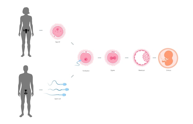 Diagramm der embryonalentwicklung