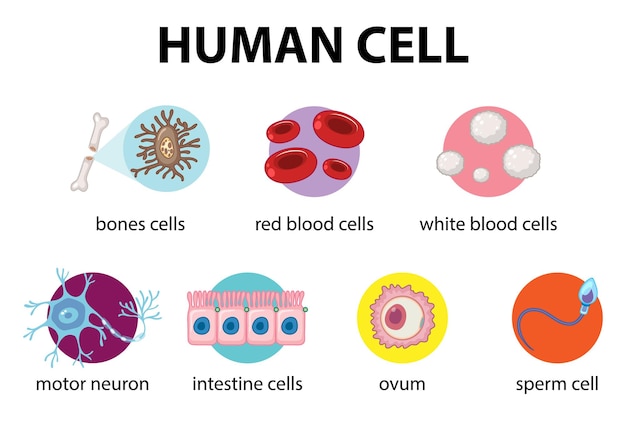 Diagramm der menschlichen Zelle für die Bildung
