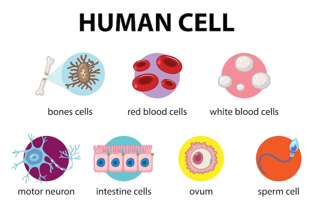 Vektor diagramm der menschlichen zelle für die bildung