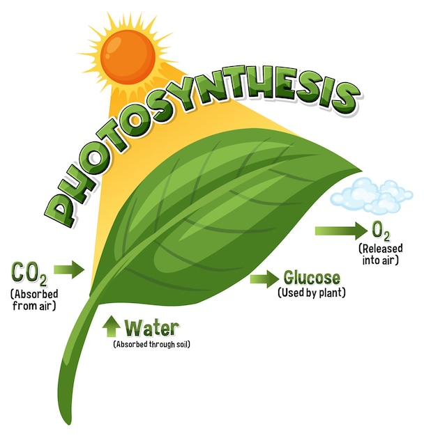 Diagramm der photosynthese für den biologie- und biowissenschaftsunterricht
