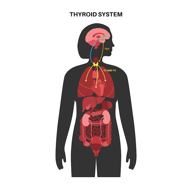 Diagramm des schilddrüsensystems. t3-, t4-hormone und calcitonin-produktionsvektorillustration.