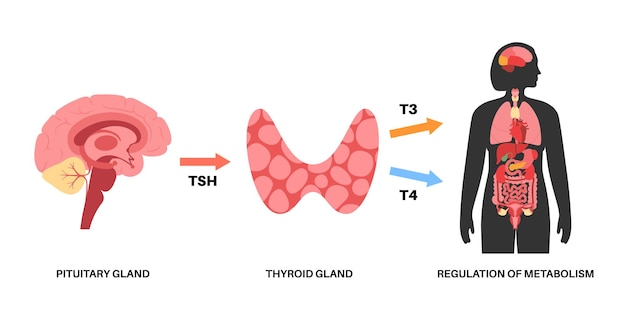 Diagramm des Schilddrüsensystems. T3-, T4-Hormone und Calcitonin-Produktionsvektorillustration.
