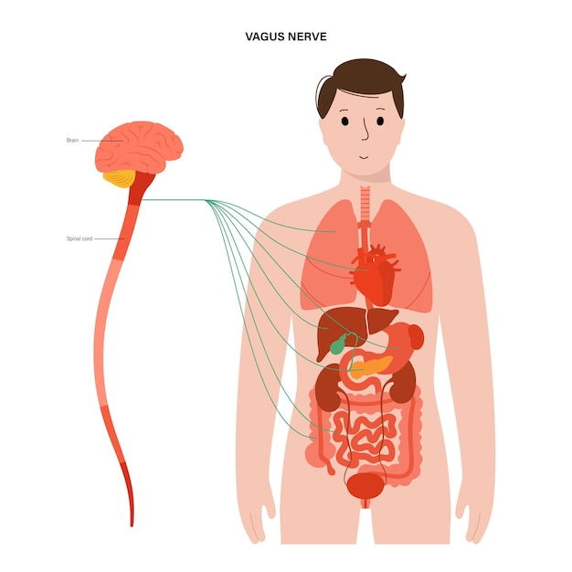 Diagramm des vagusnervs