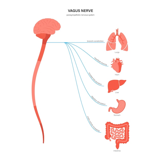 Diagramm des vagusnervs