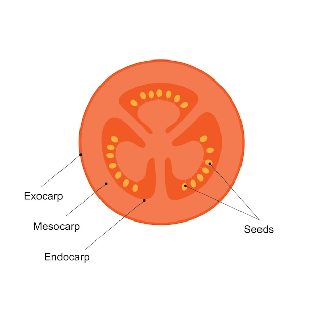 Vektor diagramm eines tomatenschnitts