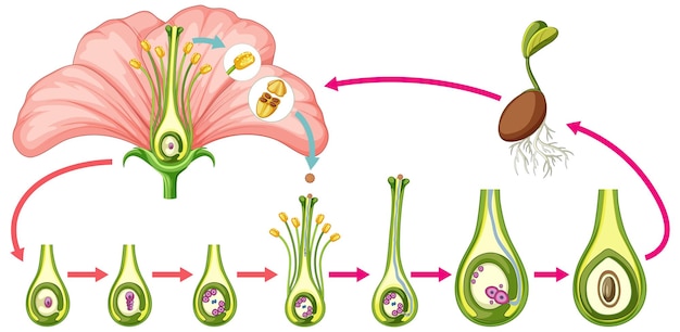 Diagramm mit blütenteilen