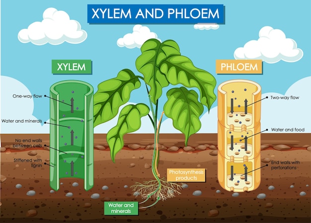 Diagramm mit xylem- und phloempflanze