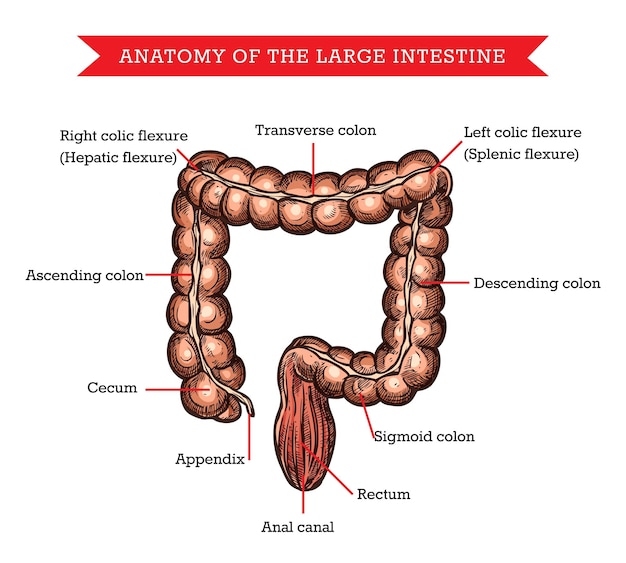 Vektor dickdarm-anatomie-vektorskizze, medizinische hilfe