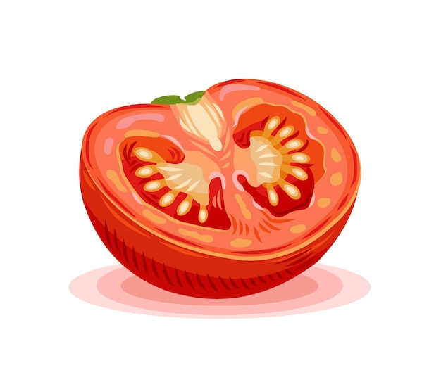 Die Hälfte einer Tomate Vektor realistische Illustration