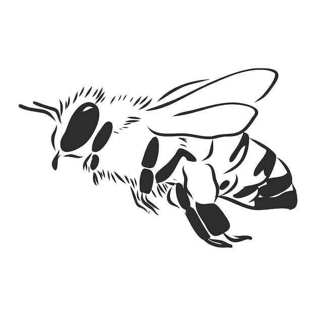 Die honigbiene auf einem weißen hintergrund isolierte linie grafik insekt tier natur flügel