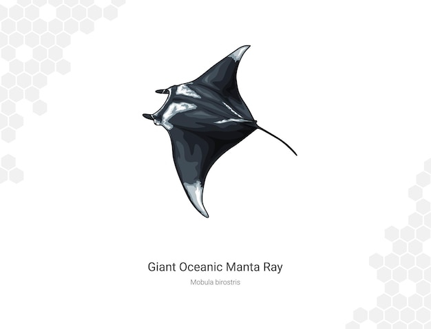 Die riesige ozean-manta-raye mobula birostris ist eine illustration