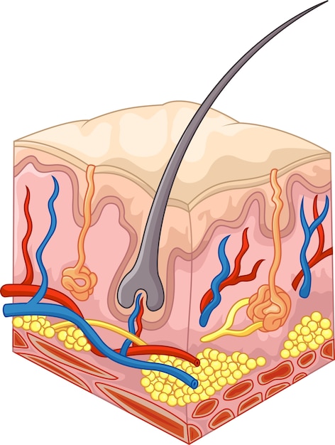 Vektor die schichten aus haut und poren