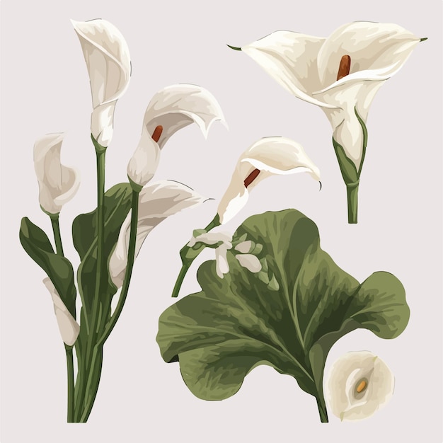 Vektor diese calla-blumenillustrationen verleihen ihrem design etwas frische