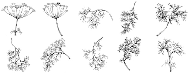 Dill- oder fenchelvektor isolierte pflanze mit blättern