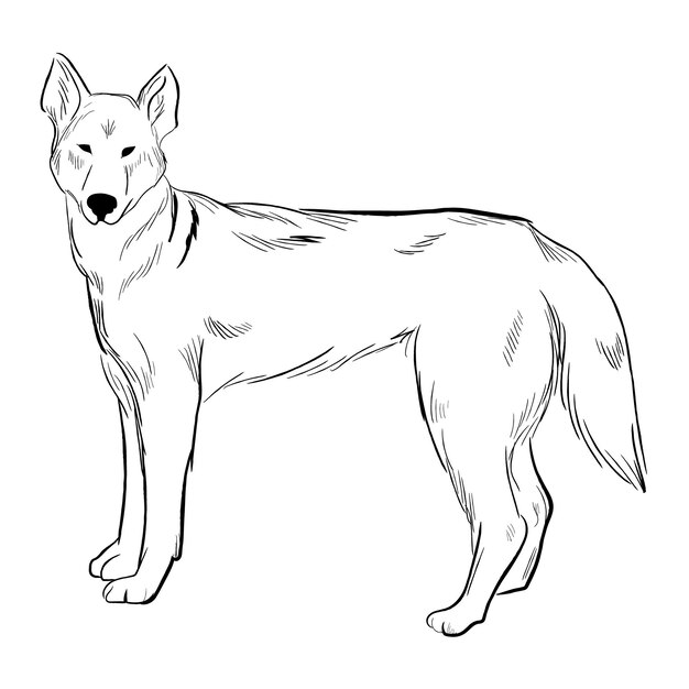 Dingo-Hund isoliert auf weißem Hintergrund